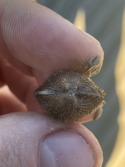Lunarca ovalis