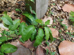 Trichostigma octandrum