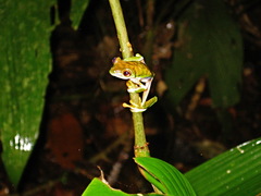 Agalychnis saltator