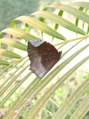 Elymnias hypermnestra