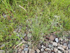 Elymus sibiricus
