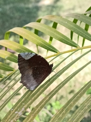 Elymnias hypermnestra