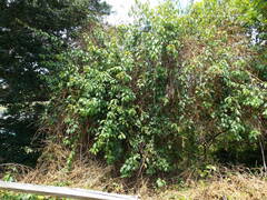 Trichostigma octandrum
