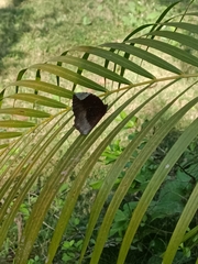 Elymnias hypermnestra