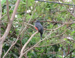 Trogon curucui