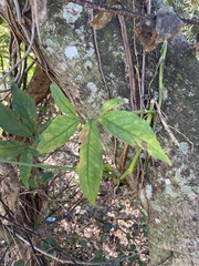 Syngonium