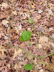 Smilax rotundifolia