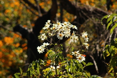 Montanoa bipinnatifida