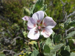 Anisodontea scabrosa