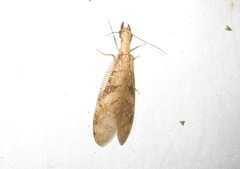 Corydalus flavicornis