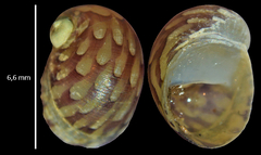 Theodoxus fluviatilis