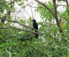 Crotophaga major
