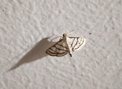 Ravanoa xiphialis