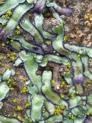 Marchantiophyta