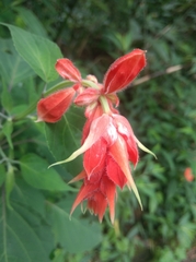 Salvia splendens