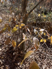 Carpinus caroliniana