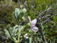 Anisodontea scabrosa