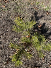 Pinus pungens