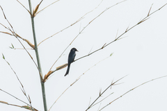 Dicrurus macrocercus cathoecus