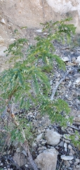 Leucaena retusa