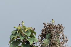 Psilopogon haemacephalus indicus