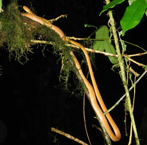Western Tree Snake, Imantodes inornatus