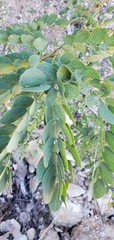 Leucaena retusa