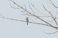 Pericrocotus cantonensis