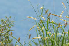 Ploceus philippinus angelorum