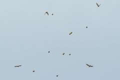 Zosterops simplex simplex