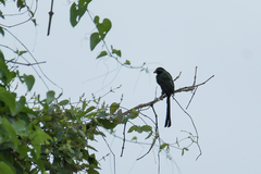 Crypsirina temia