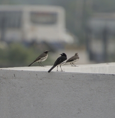 Motacilla maderaspatensis