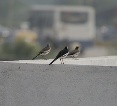 Motacilla maderaspatensis