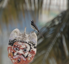 Motacilla maderaspatensis