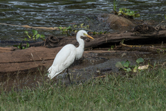 Ardea intermedia intermedia