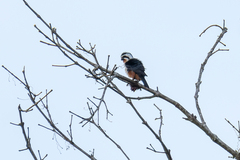 Microhierax caerulescens burmanicus