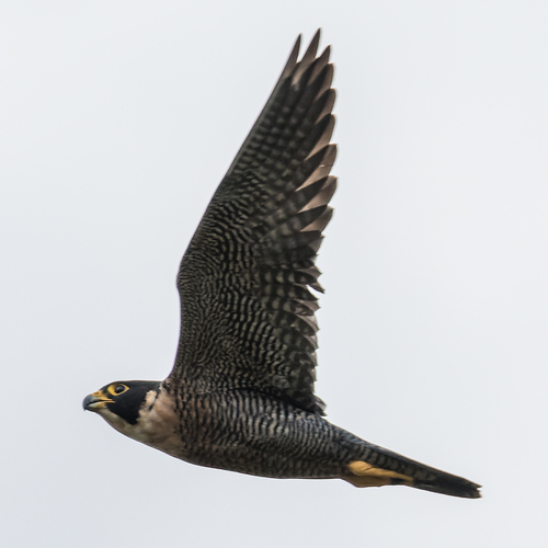 Ernest's Peregrine Falcon (Subspecies Falco peregrinus ernesti ...