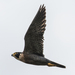 Falco peregrinus ernesti - Photo (c) Wich’yanan L, μερικά δικαιώματα διατηρούνται (CC BY), uploaded by Wich’yanan L