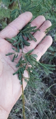 Vachellia farnesiana