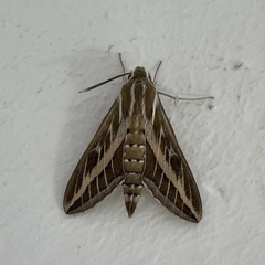 Hyles livornica