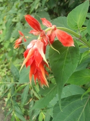 Salvia splendens