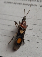 Rasahus hamatus