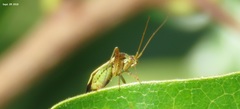 Adelphocoris suturalis