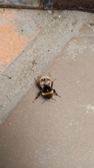 Bombus terrestris
