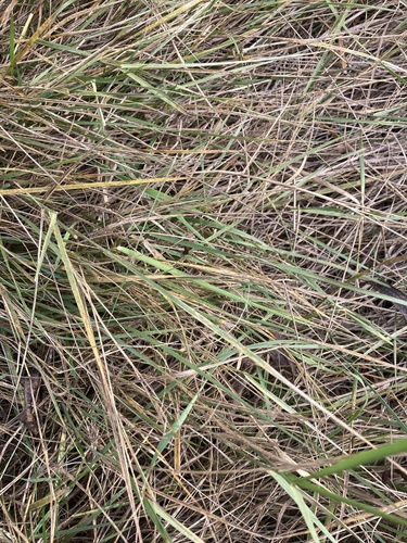 iNaturalist observation photo of grasses