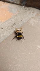 Bombus terrestris