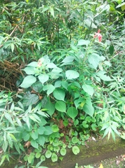 Salvia splendens