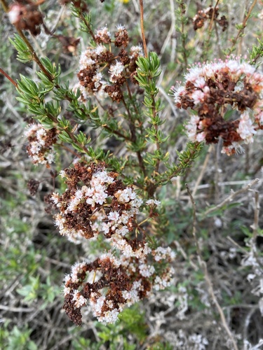 iNaturalist observation photo of California Buckwheat