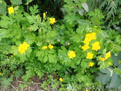 Chelidonium asiaticum