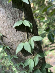 Dolichandra unguis-cati